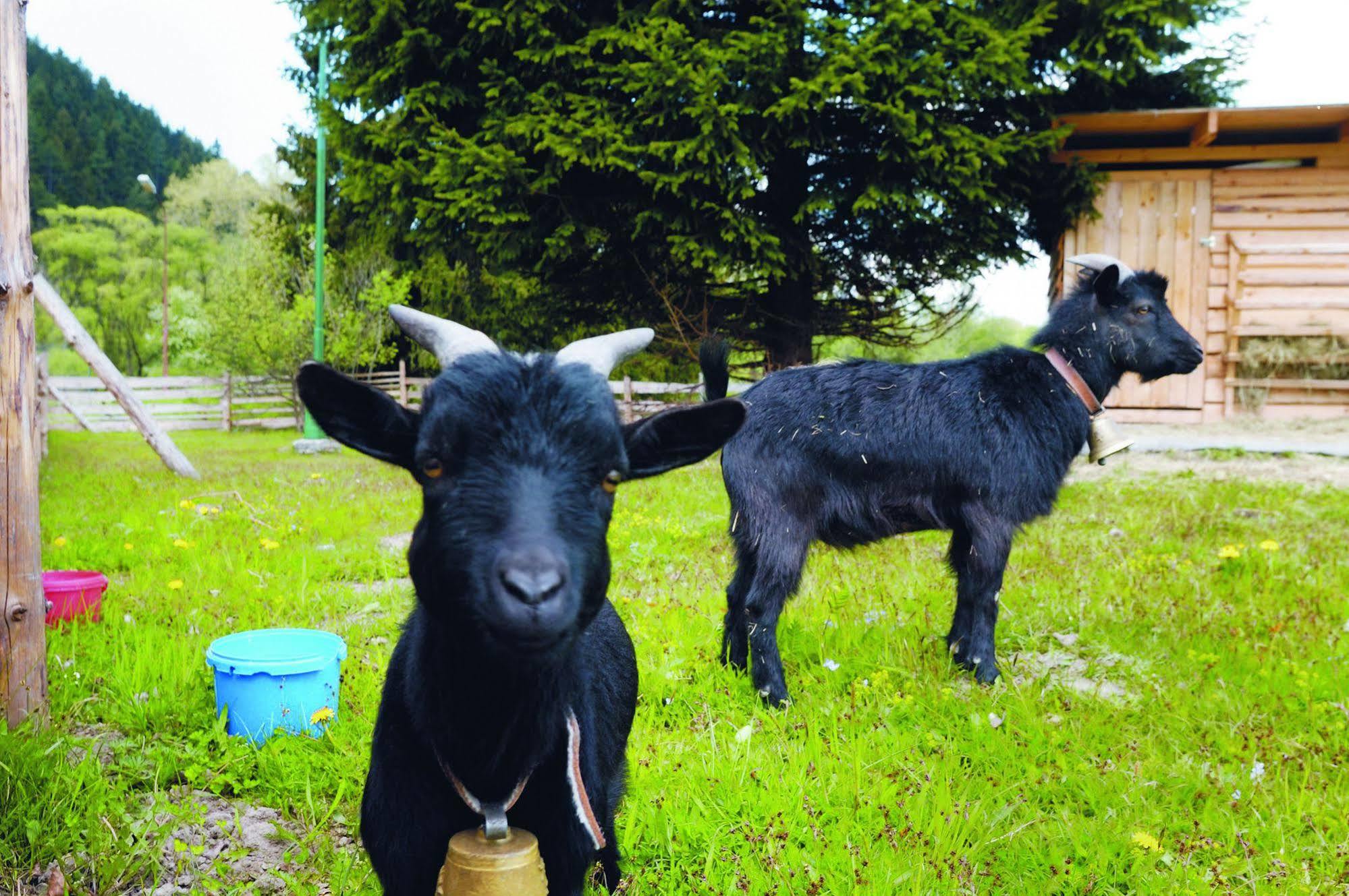 Borova Sihot Atc And Penzion Liptovský Hrádok エクステリア 写真